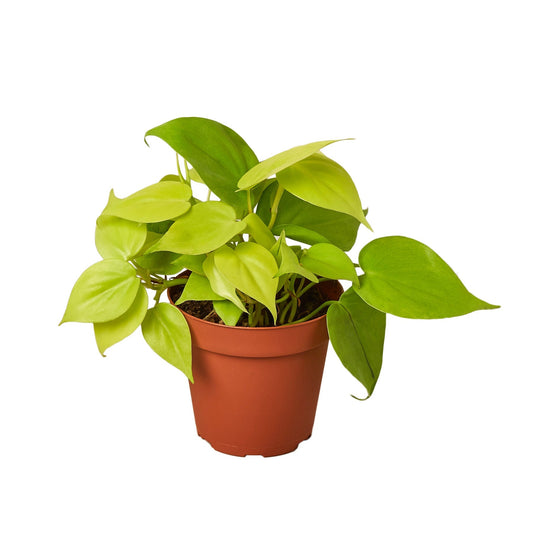 Philodendron 'Neon' - 4" Pot - NURSERY POT ONLY - One Beleaf Away Plant Studio