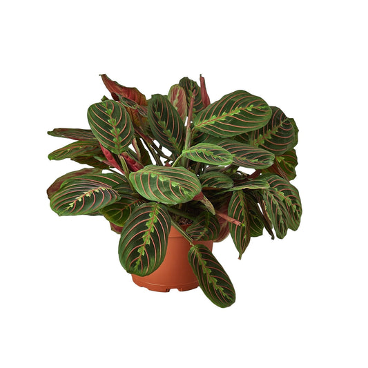 Maranta Red Prayer - 6" Pot - NURSERY POT ONLY - One Beleaf Away Plant Studio