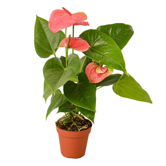 Anthurium 'Pink' - 4" Pot - NURSERY POT ONLY - One Beleaf Away Plant Studio