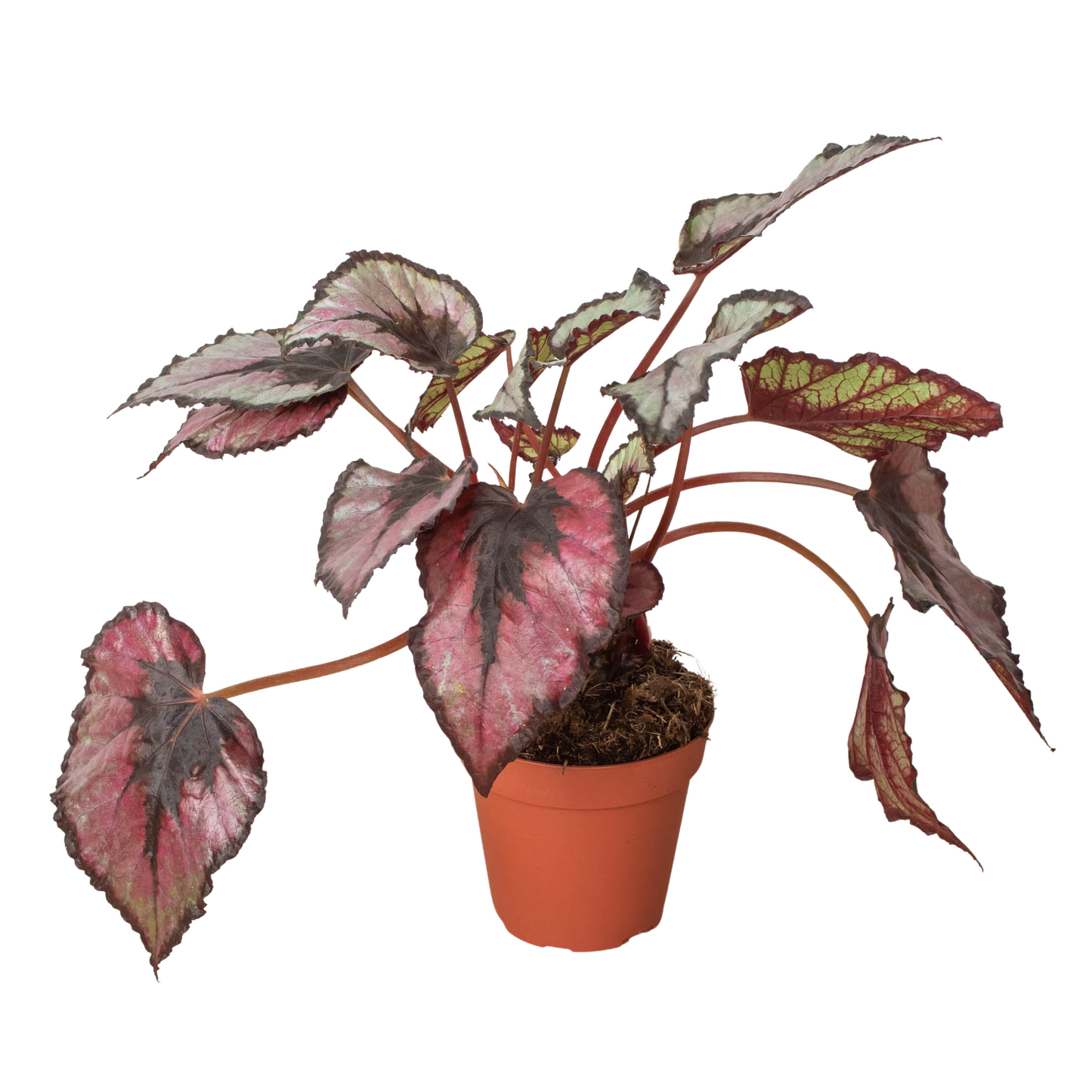 Begonia 'Rex' - 4" Pot - One Beleaf Away Plant Studio
