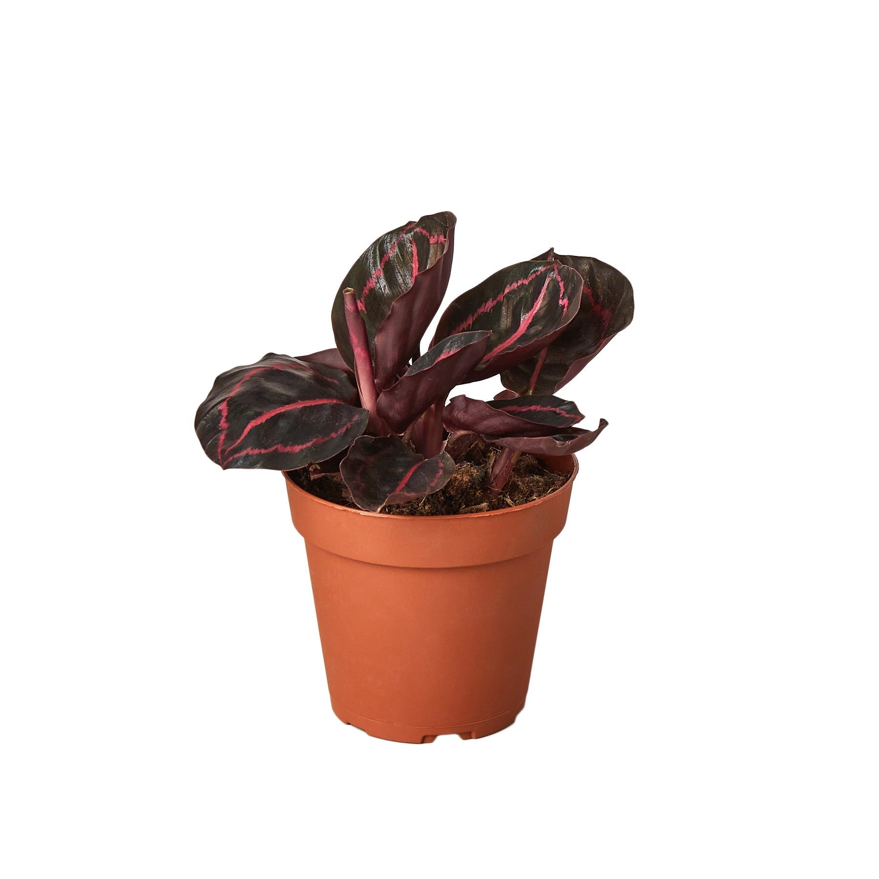 Calathea 'Dottie' - 4" Pot - NURSERY POT ONLY - One Beleaf Away Plant Studio