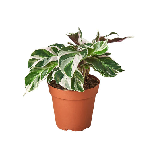 Calathea 'White Fusion' - 6" Pot - NURSERY POT ONLY - One Beleaf Away Plant Studio