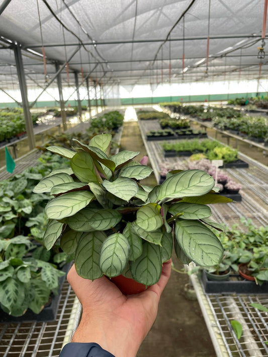 Ctenanthe burle-marxii 'Amagris' - One Beleaf Away Plant Studio