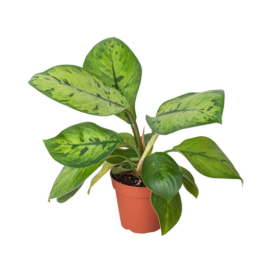 Homalomena 'Selby' - One Beleaf Away Plant Studio