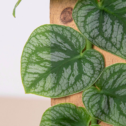 Monstera 'Dubia' (Shingle Plant) - One Beleaf Away Plant Studio