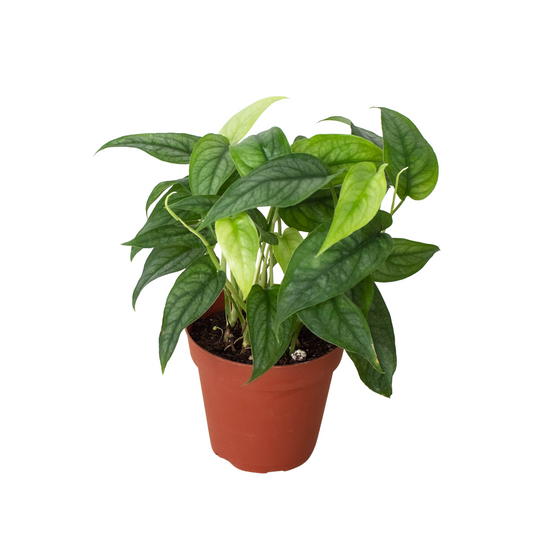Monstera 'Siltepecana' - One Beleaf Away Plant Studio