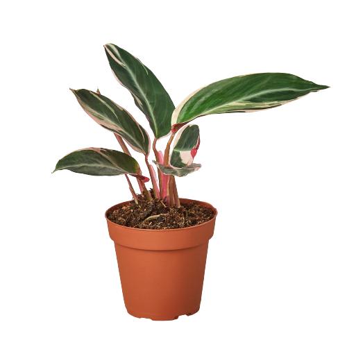 Stromanthe Triostar - 4" Pot - NURSERY POT ONLY - One Beleaf Away Plant Studio