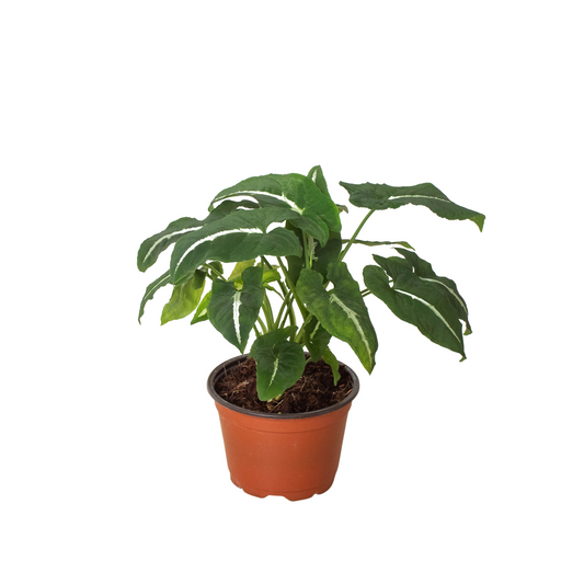 Syngonium wendlandii 'Black Velvet' - One Beleaf Away Plant Studio