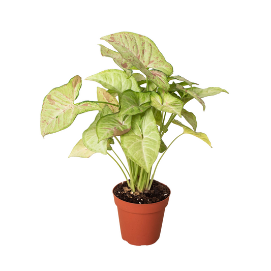 Syngonium 'Confetti' - One Beleaf Away Plant Studio