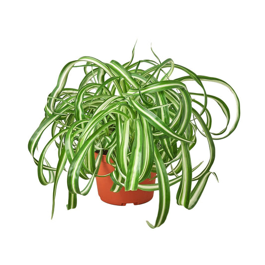 Spider Plant 'Bonnie' - 6" Pot - NURSERY POT ONLY - One Beleaf Away Plant Studio