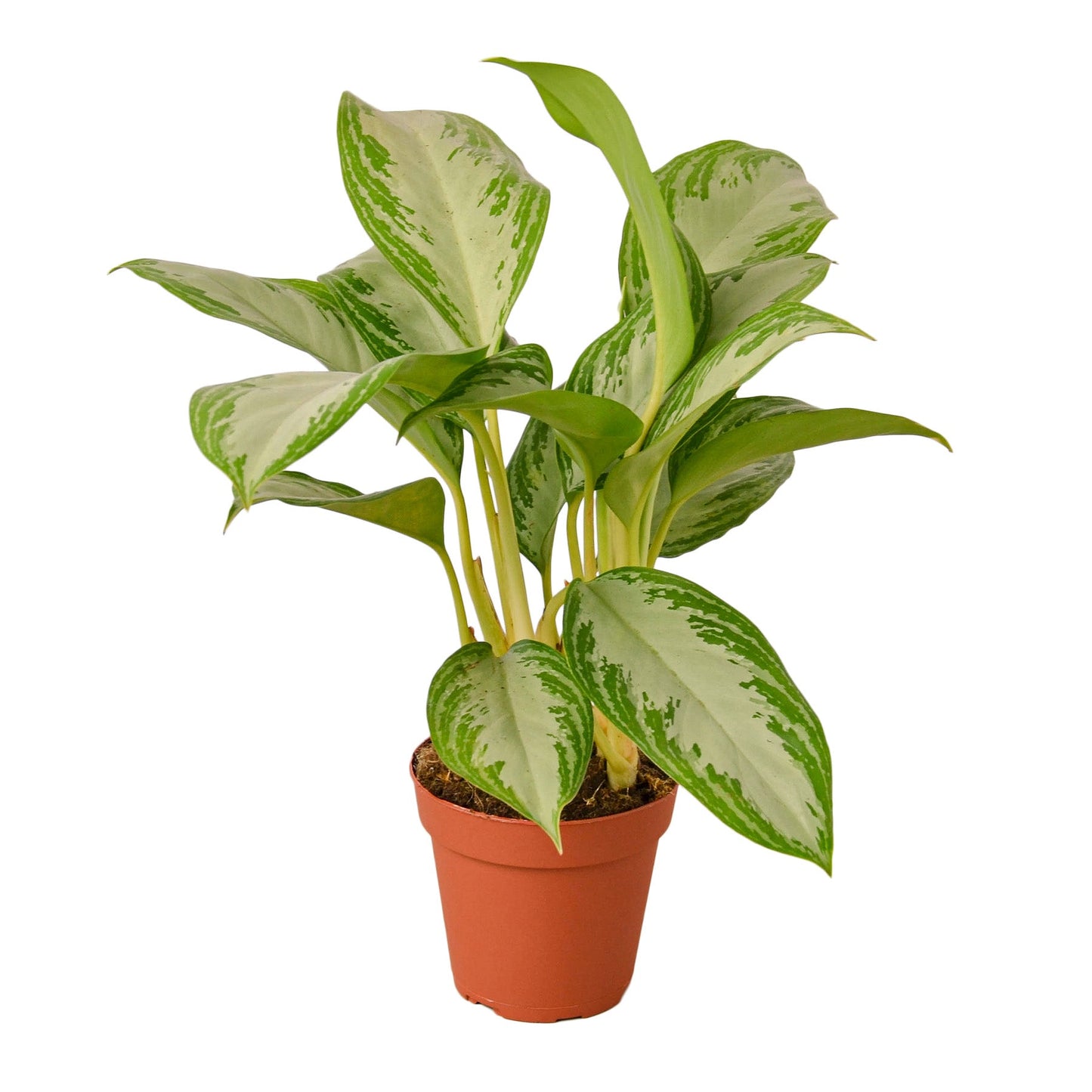 Chinese Evergreen 'Silver Bay' - 4" Pot - NURSERY POT ONLY - One Beleaf Away Plant Studio