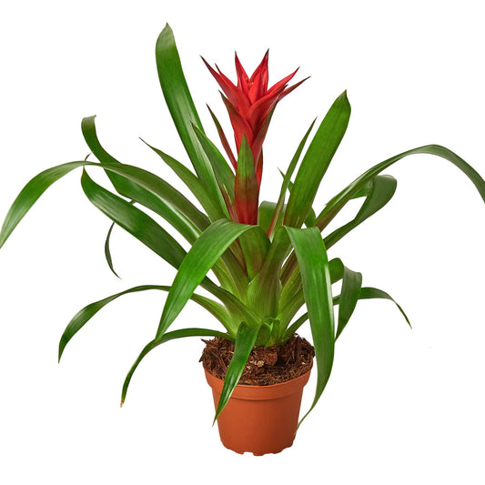 Guzmania Bromeliad 'Red'