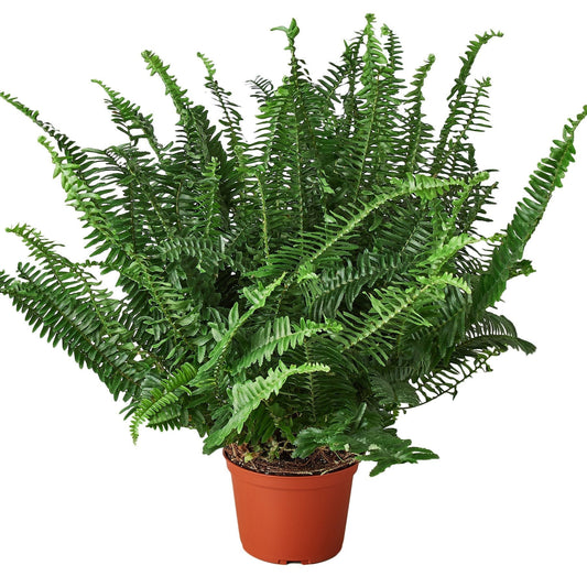 Jester's Crown Fern - 6" - NURSERY POT ONLY - One Beleaf Away Plant Studio