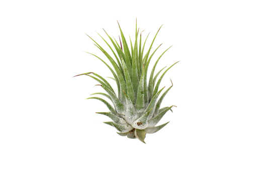Tillandsia Air Plant Ionantha - 5 Pack - One Beleaf Away Plant Studio