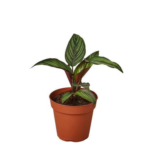 Calathea 'Beauty Star' - 4" Pot - NURSERY POT ONLY - One Beleaf Away Plant Studio