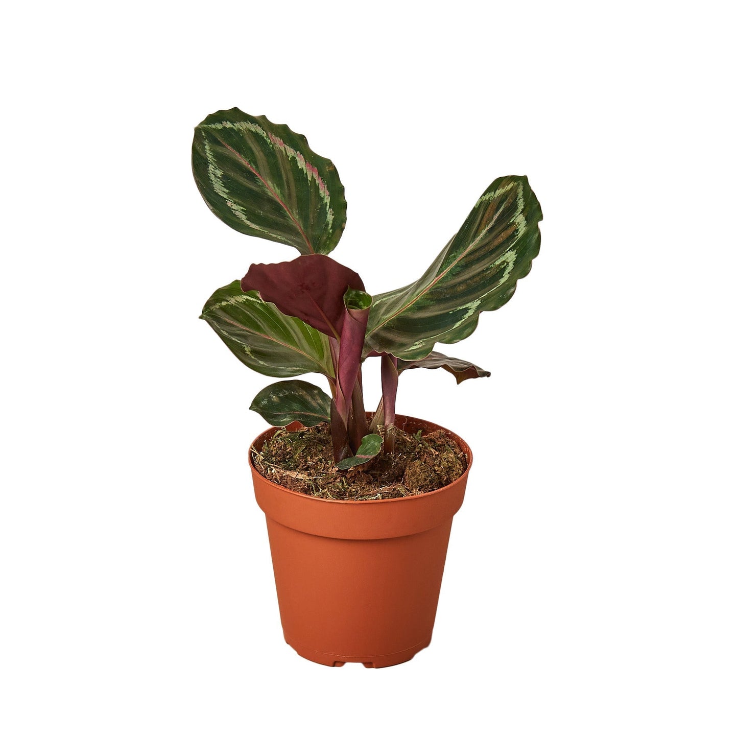 Calathea Roseopicta 'Medallion' - 6" Pot - NURSERY POT ONLY - One Beleaf Away Plant Studio
