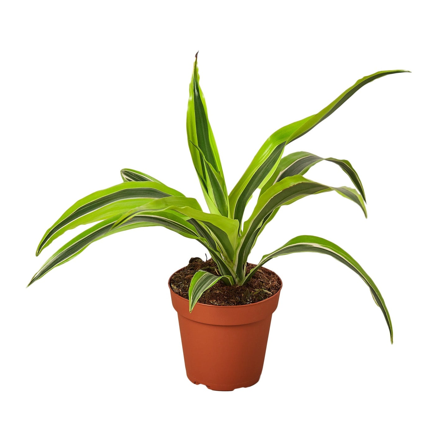 Dracaena Deremensis 'Lemon Surprise' - 4" Pot - NURSERY POT ONLY - One Beleaf Away Plant Studio