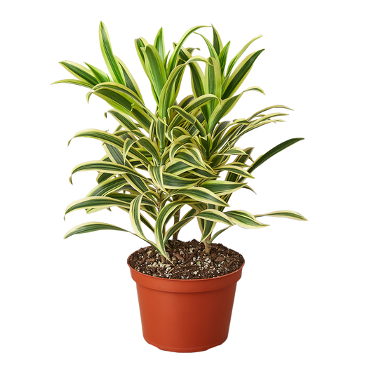 Dracaena 'Song of India' - 6" Pot - NURSERY POT ONLY - One Beleaf Away Plant Studio