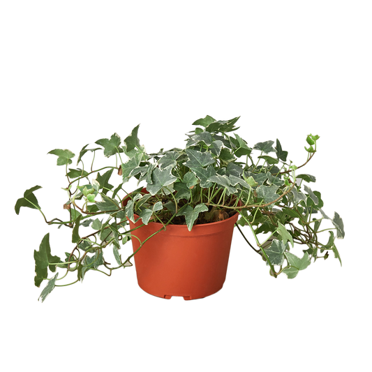 English Ivy 'Glacier' - 6" Pot - NURSERY POT ONLY - One Beleaf Away Plant Studio
