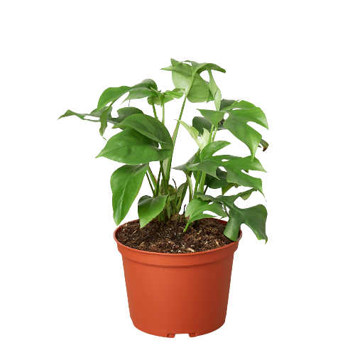Philodendron Mini Monstera Minima - 6" Pot - NURSERY POT ONLY - One Beleaf Away Plant Studio