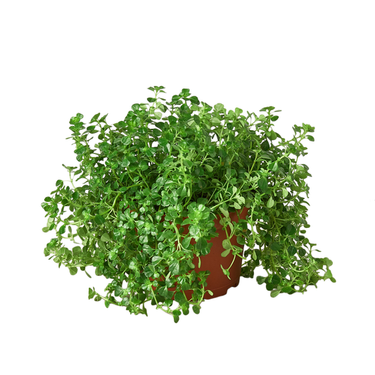 Nettle 'Baby's Tear' - 6" Pot - NURSERY POT ONLY - One Beleaf Away Plant Studio