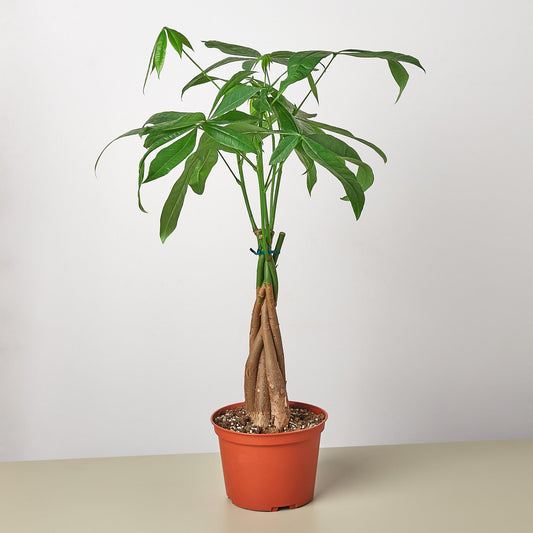 Money Tree 'Guiana Chestnut' Pachira Braid - 6" Pot - NURSERY POT ONLY - One Beleaf Away Plant Studio
