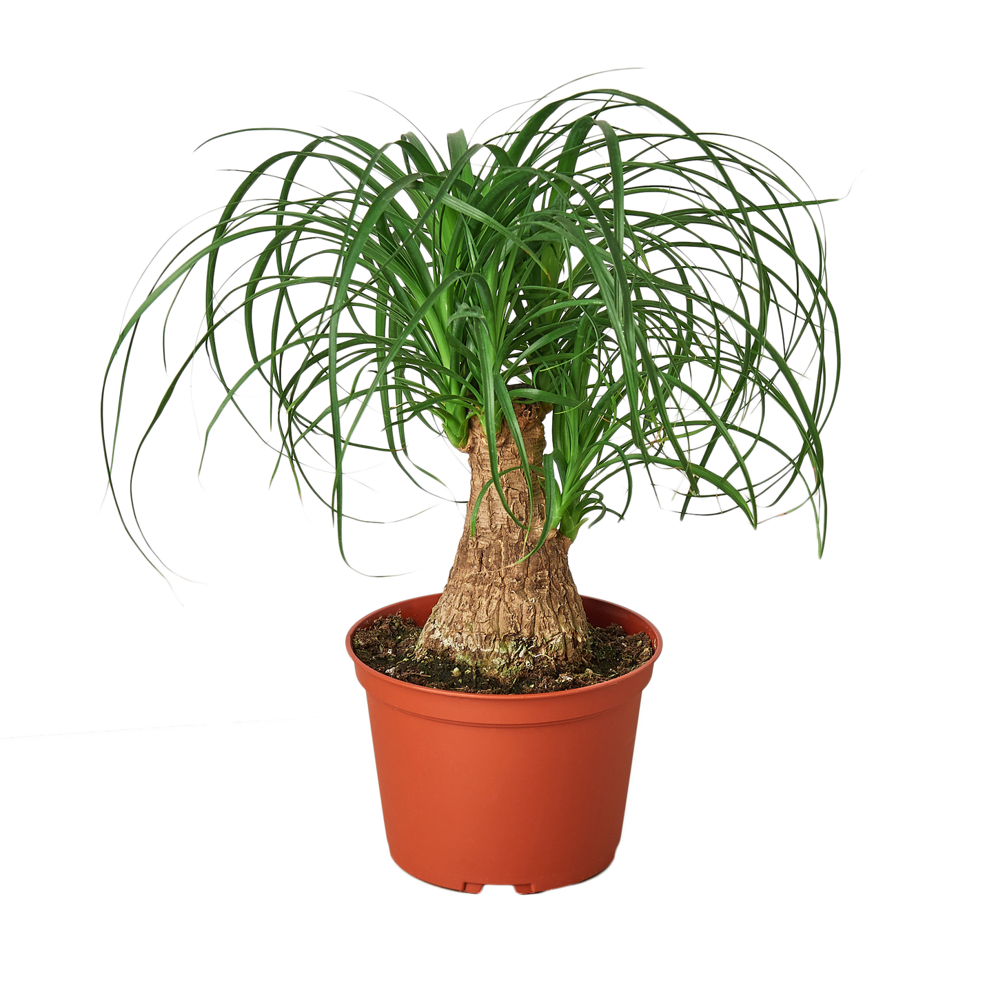 Palm Ponytail - 6" Pot - NURSERY POT ONLY - One Beleaf Away Plant Studio