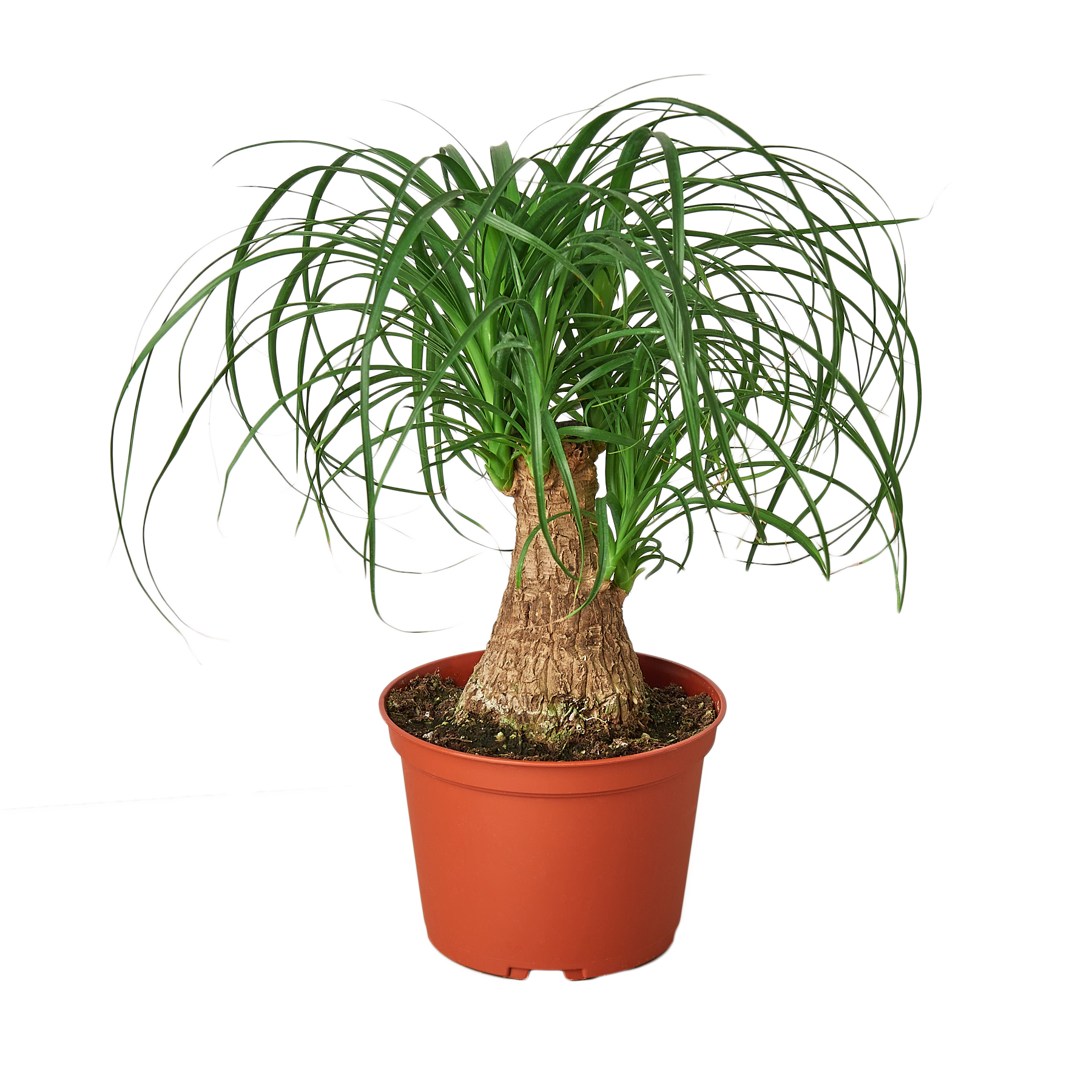 Palm Ponytail - 6" Pot - NURSERY POT ONLY - One Beleaf Away Plant Studio