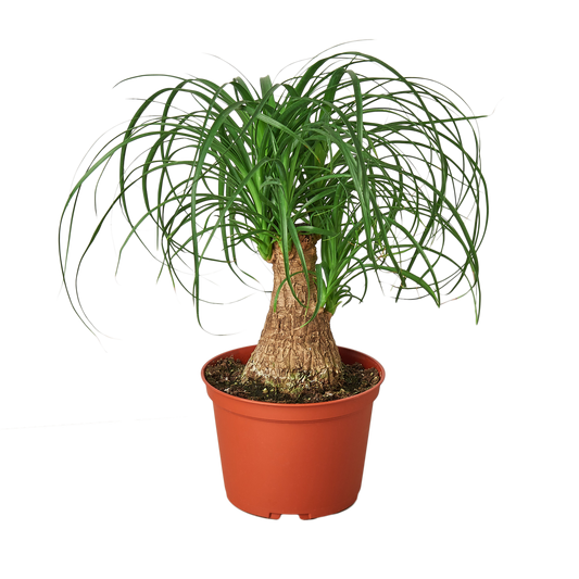 Palm Ponytail - 6" Pot - NURSERY POT ONLY - One Beleaf Away Plant Studio