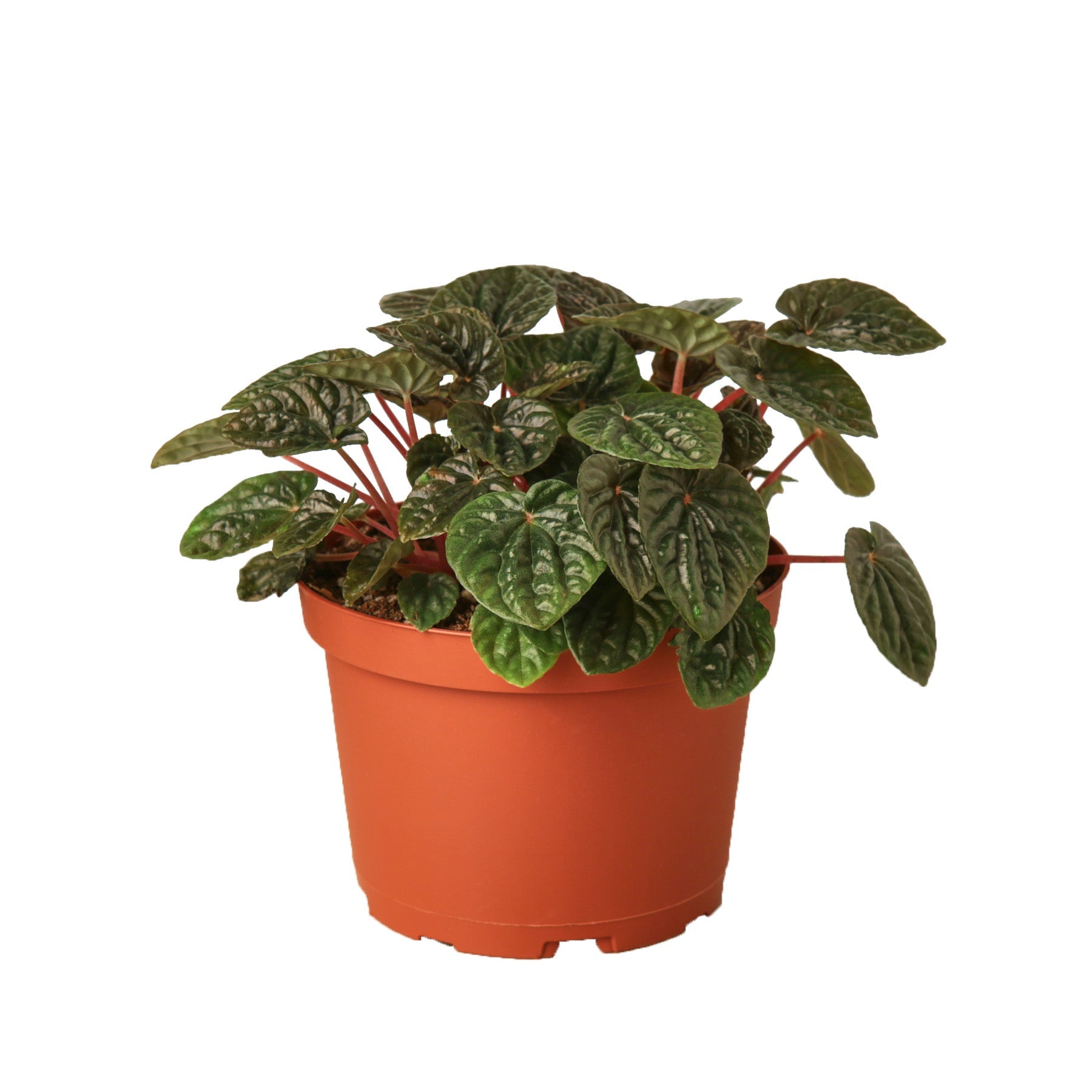 Peperomia 'Ripple Red' - 6" Pot - NURSERY POT ONLY - One Beleaf Away Plant Studio