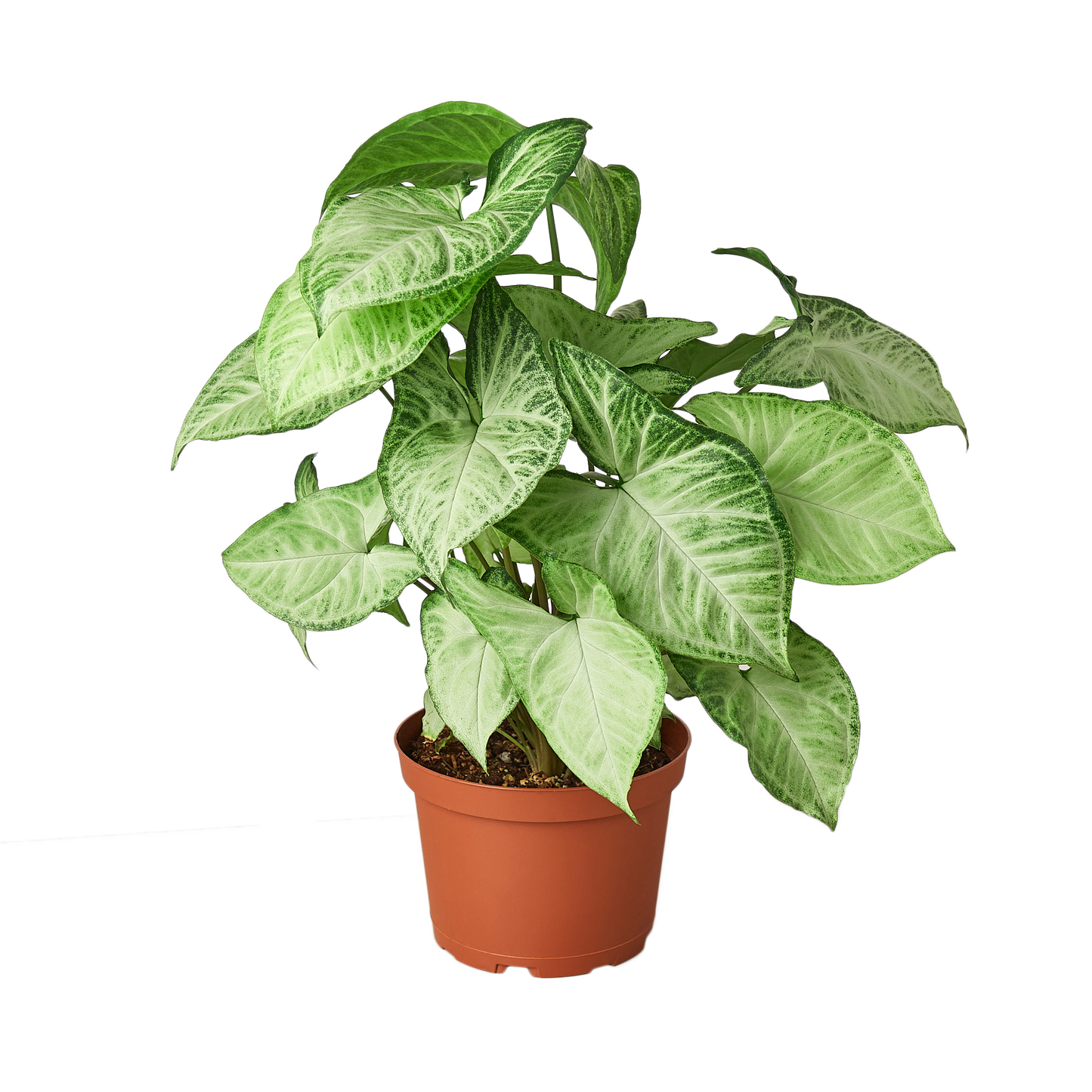 Syngonium White Butterfly - 6" Pot - NURSERY POT ONLY - One Beleaf Away Plant Studio