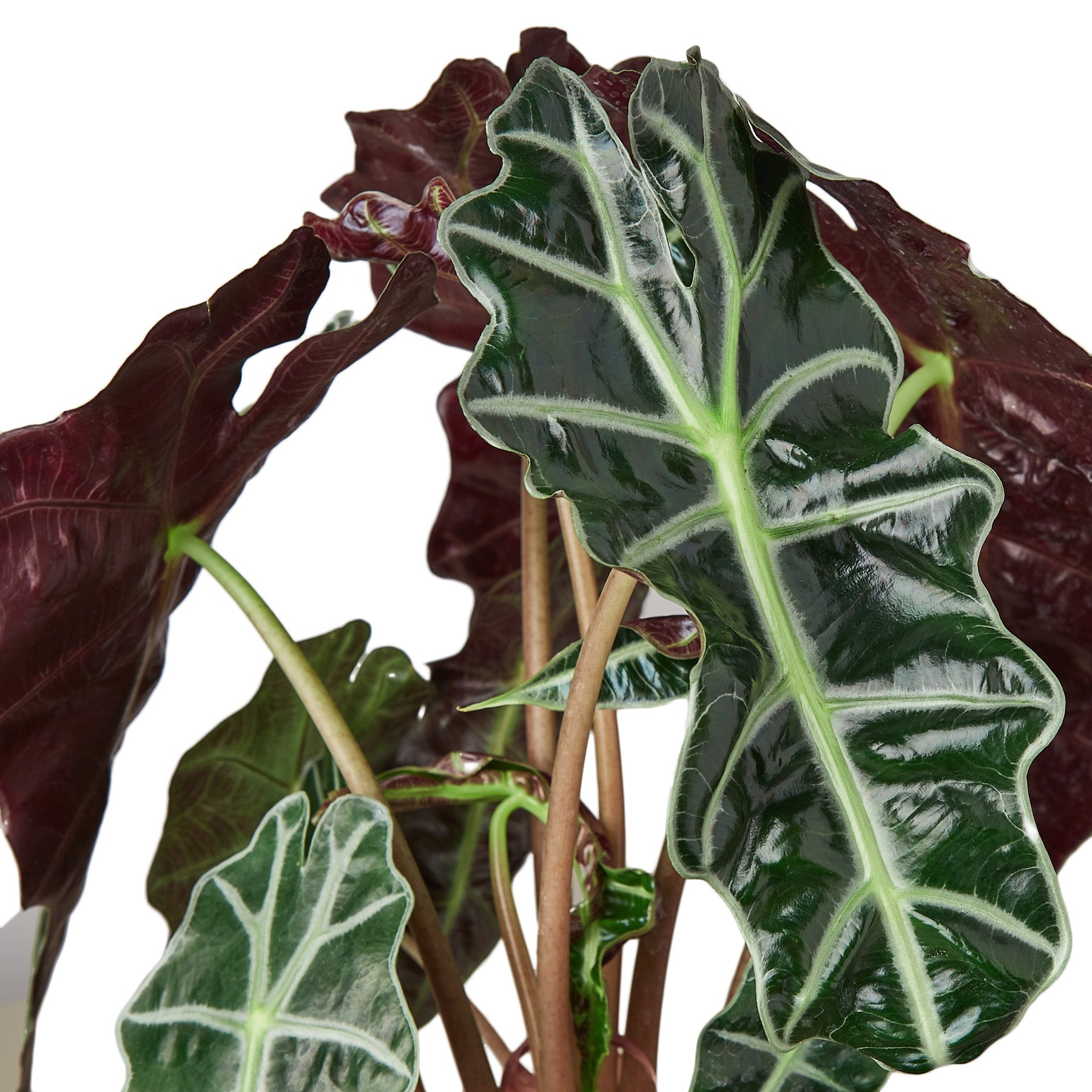 Alocasia Polly 'African Mask' - 6" Pot - NURSERY POT ONLY - One Beleaf Away Plant Studio