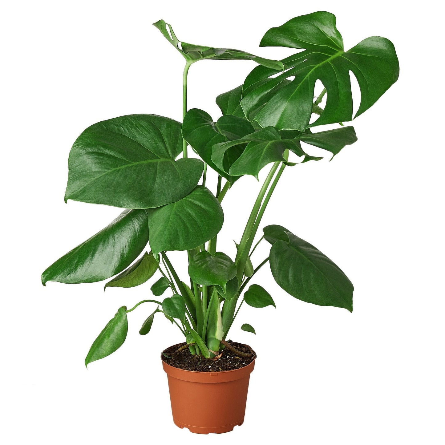 Philodendron Monstera Split-Leaf - 6" Pot - NURSERY POT ONLY - One Beleaf Away Plant Studio