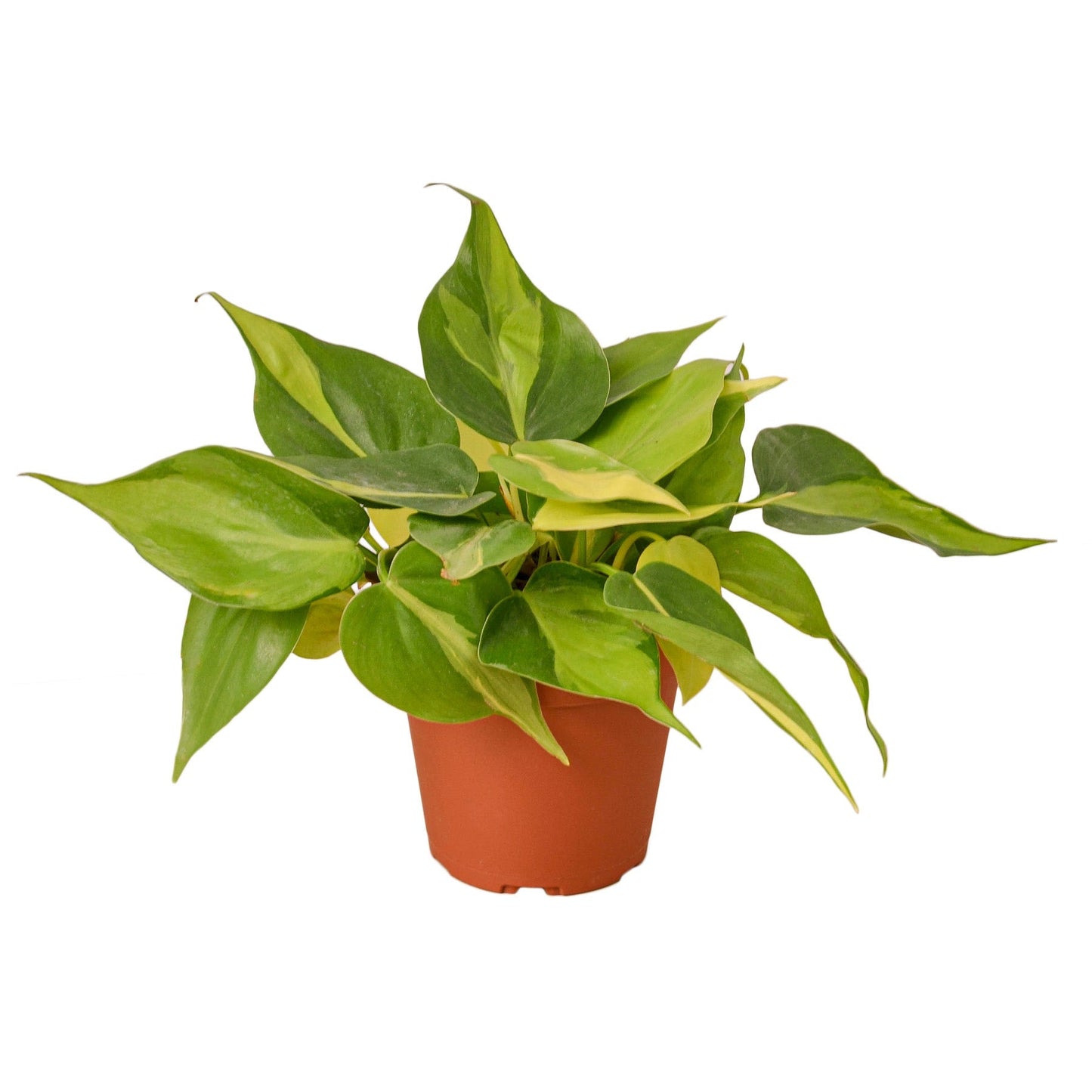 Philodendron 'Brasil' - 4" Pot - NURSERY POT ONLY - One Beleaf Away Plant Studio