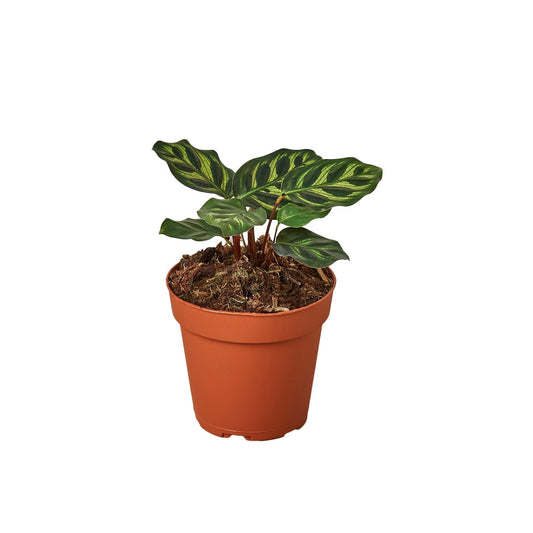 Calathea 'Makoyana' - 6" Pot - NURSERY POT ONLY - One Beleaf Away Plant Studio