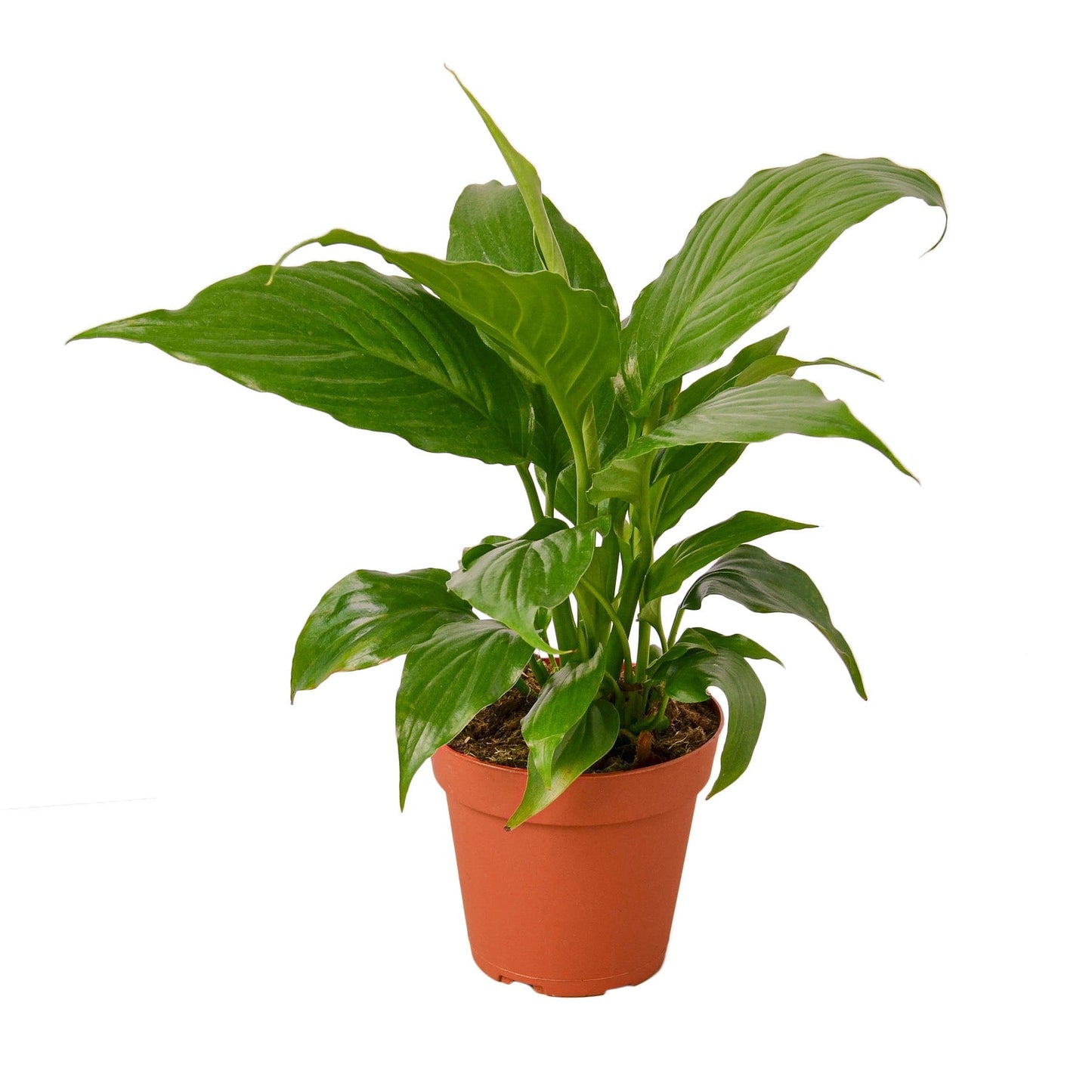 Spathiphyllum 'Peace Lily' - 4" Pot - NURSERY POT ONLY - One Beleaf Away Plant Studio