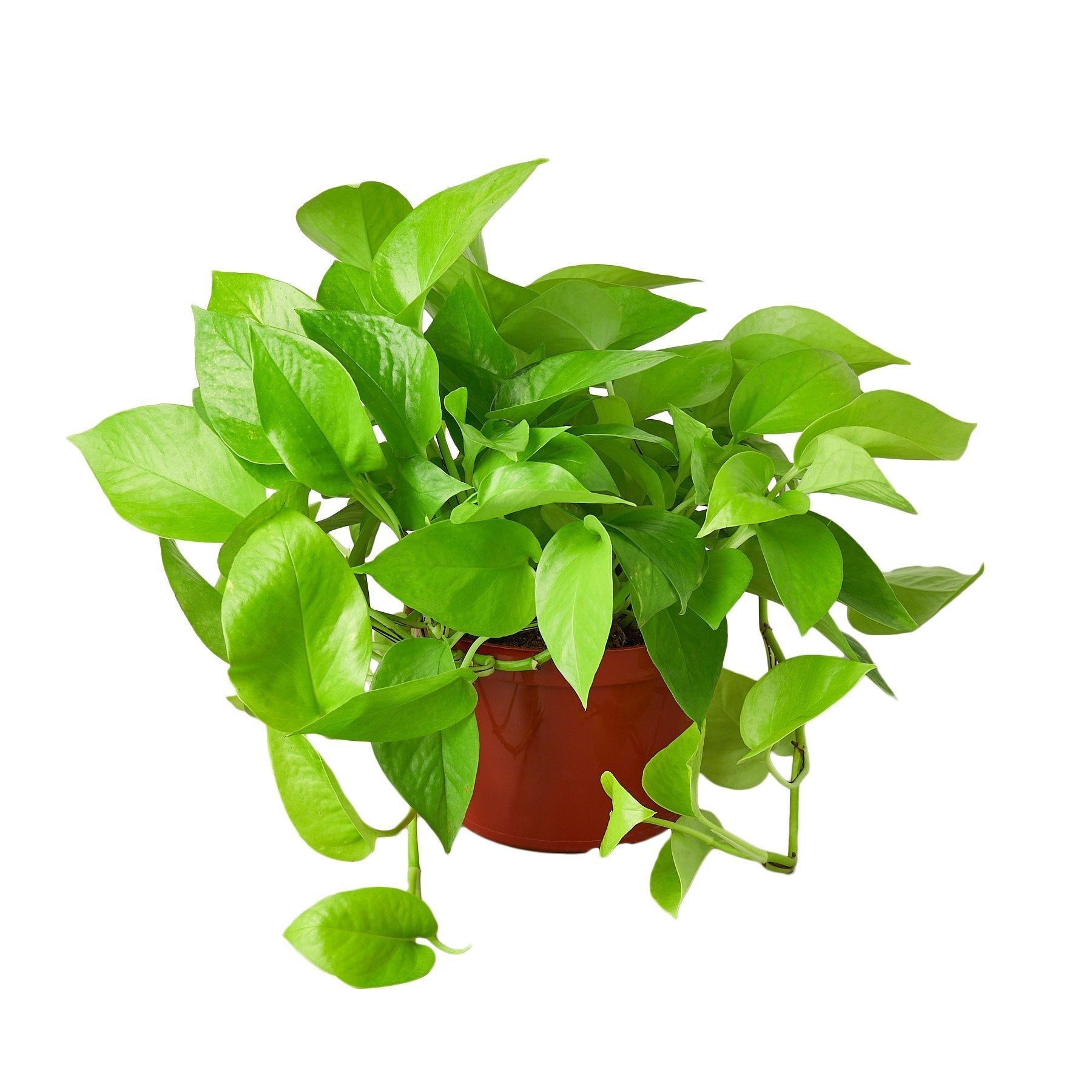 pothos plant nursery The Snobby Leaf | Pothos 'Neon' - 6 inch Pot