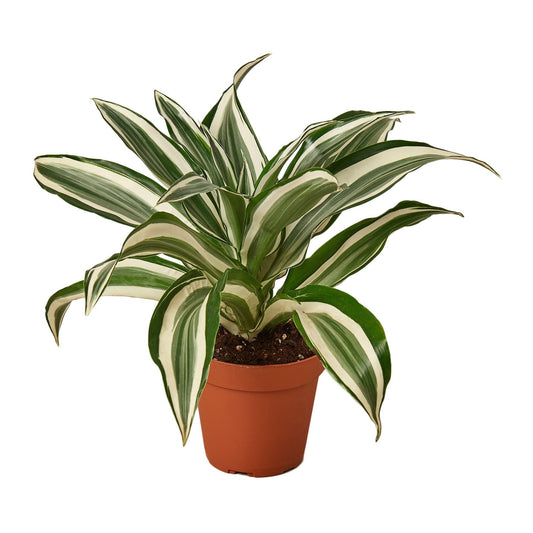 Dracaena 'Warneckii White Jewel' - 4" Pot - NURSERY POT ONLY - One Beleaf Away Plant Studio