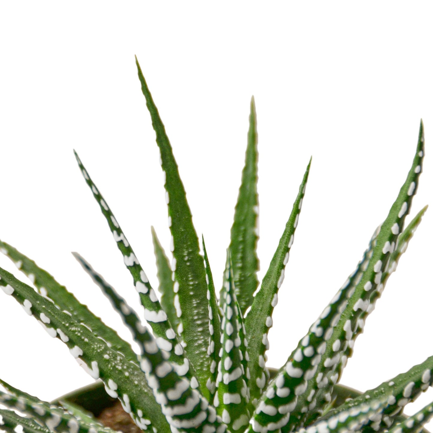 Zebra Succulent - 6" Pot - NURSERY POT ONLY - One Beleaf Away Plant Studio