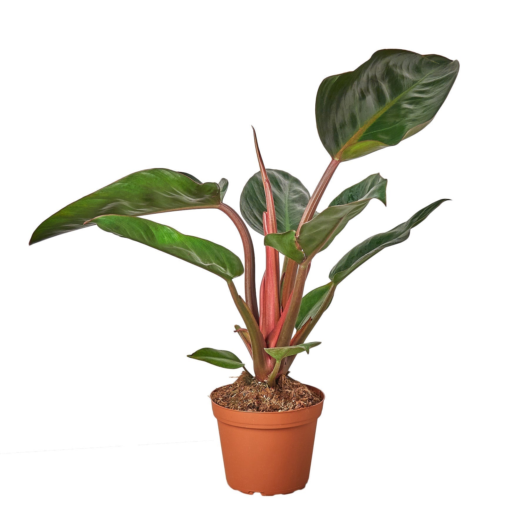 Philodendron 'Congo Rojo' - 6" Pot - NURSERY POT ONLY - One Beleaf Away Plant Studio