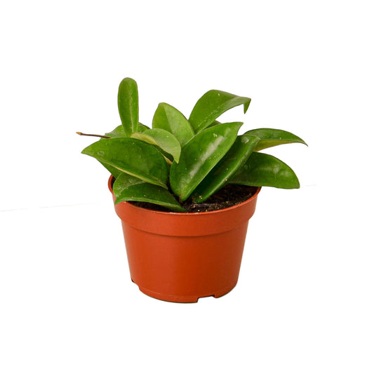 Hoya Carnosa - 4" Pot - NURSERY POT ONLY - One Beleaf Away Plant Studio