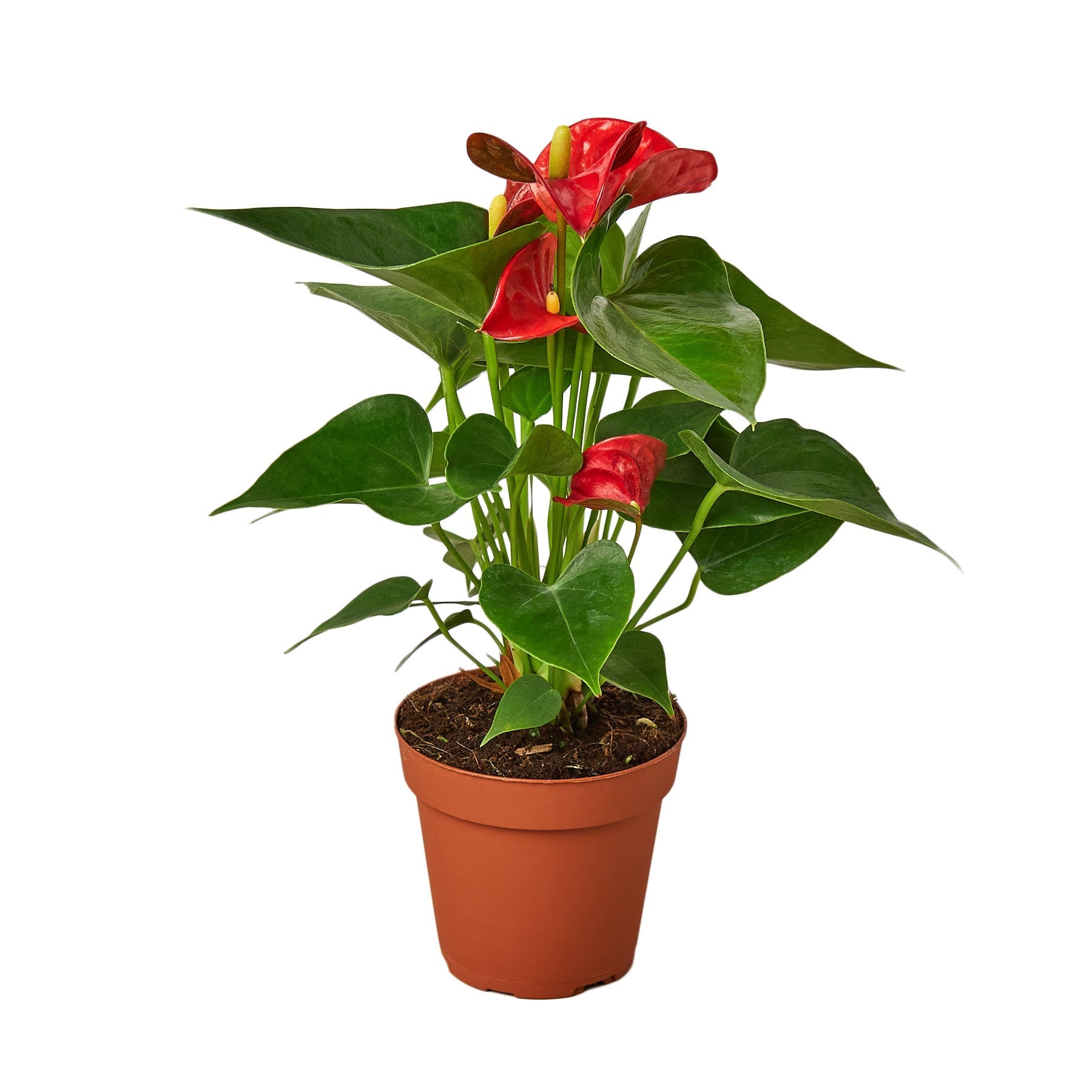 Anthurium 'Red' - 4" Pot - NURSERY POT ONLY - One Beleaf Away Plant Studio
