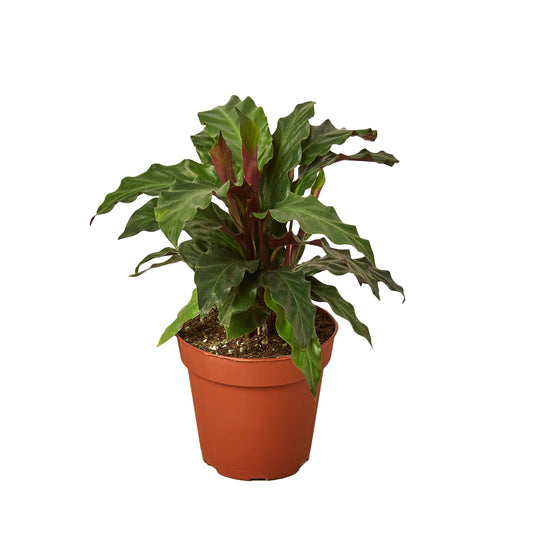 Calathea Rufibarba 'Furry Feather' - 4" Pot - NURSERY POT ONLY - One Beleaf Away Plant Studio