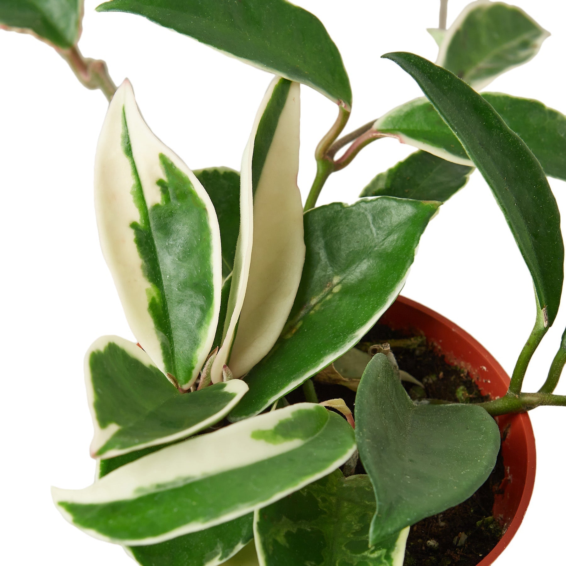 Hoya Carnosa 'Tricolor' - 6" Pot - NURSERY POT ONLY - One Beleaf Away Plant Studio