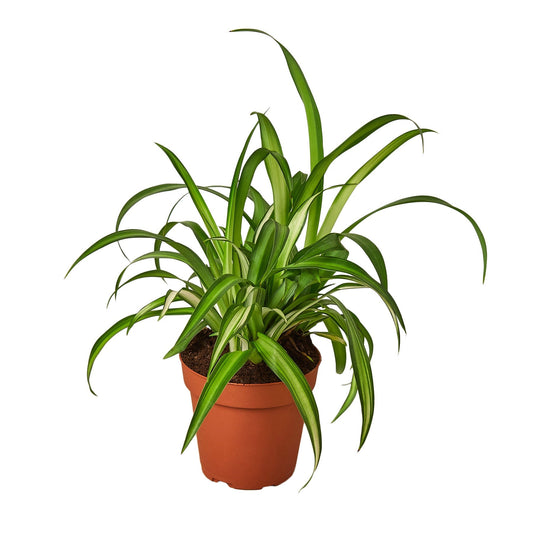 Spider Plant Hawaiian - 4" Pot - NURSERY POT ONLY - One Beleaf Away Plant Studio