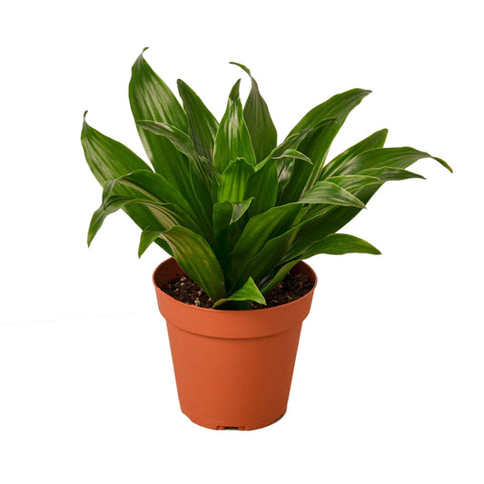 Dracaena 'Janet Craig' - 4" Pot - NURSERY POT ONLY - One Beleaf Away Plant Studio