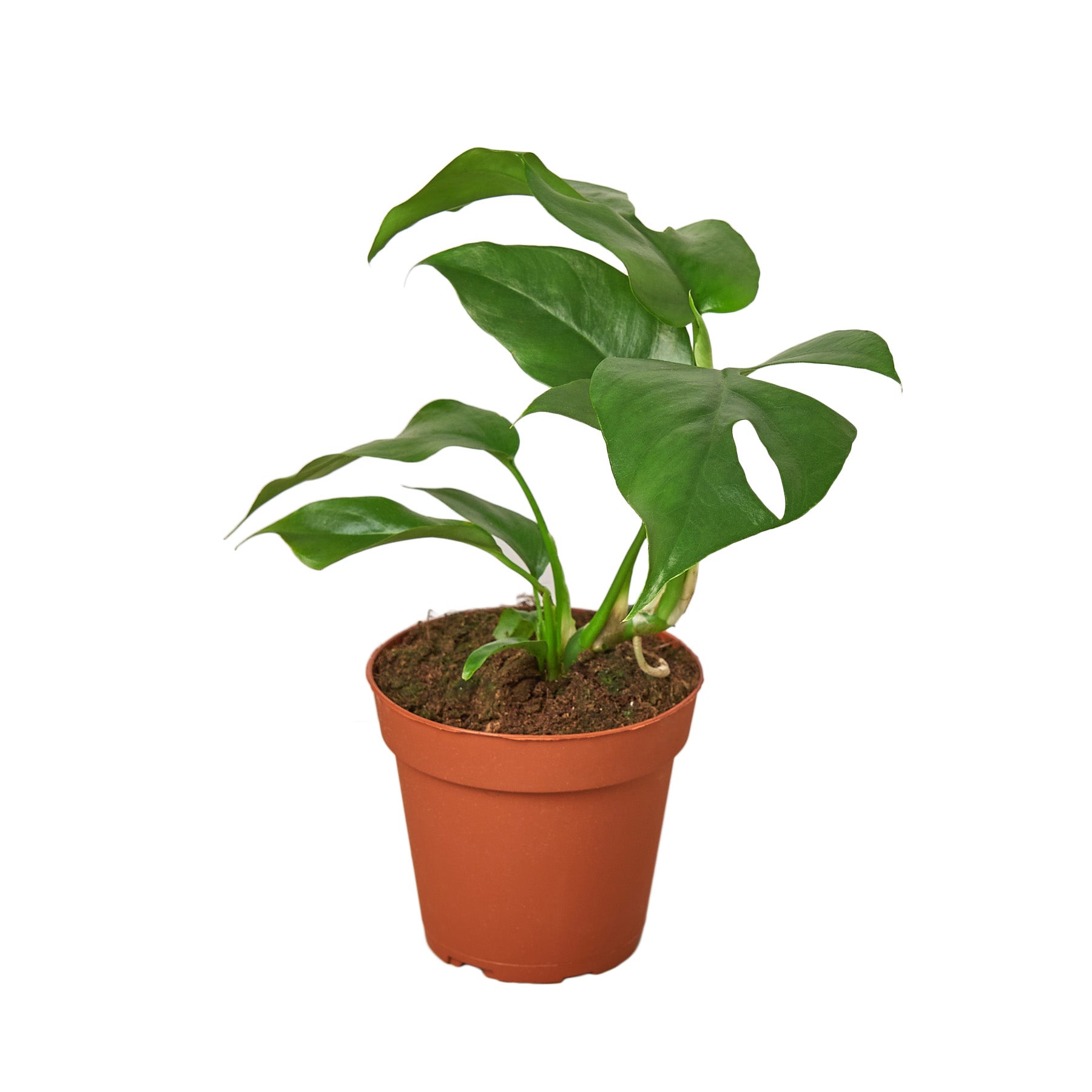 monstera nursery House Plant 4-MONSTERA-MINIMA Philodendron Mini Monstera Minima Plant in 4 in. Pot
