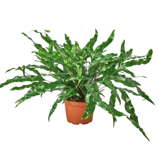 Fern 'Kangaroo Paw' - 6" Pot - NURSERY POT ONLY - One Beleaf Away Plant Studio