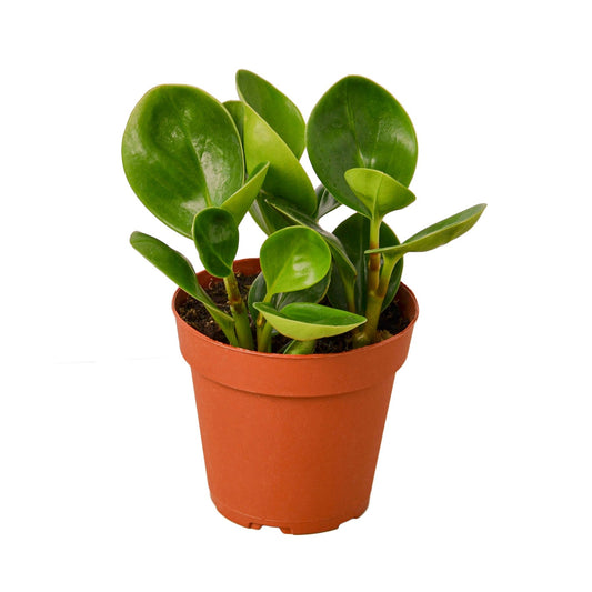 Lush green Peperomia Thailand plant in terracotta nursery pot, low-maintenance indoor foliage.