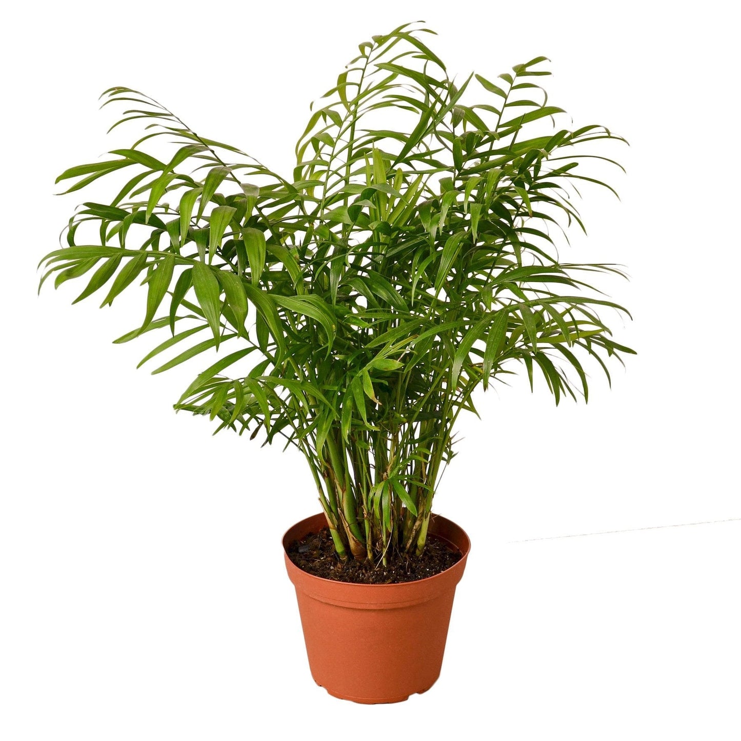 Parlor Palm - 6" Pot - NURSERY POT ONLY - One Beleaf Away Plant Studio